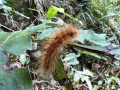 Spilarctia subcarnea