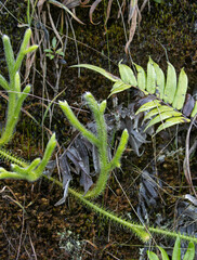 Lycopodiaceae