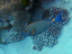 Acanthurus dussumieri