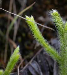 Lycopodiaceae