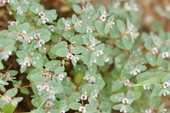Euphorbia melanadenia