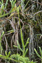 Lycopodiaceae