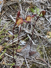 Caleana nigrita