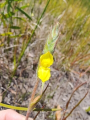 Philydrum lanuginosum