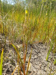 Philydrum lanuginosum