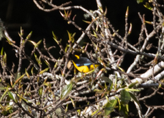 Anisognathus somptuosus