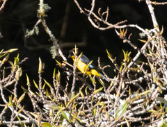 Anisognathus somptuosus