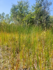 Philydrum lanuginosum