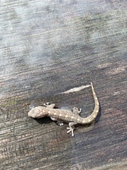 Christinus marmoratus