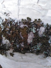 Melanohalea olivacea