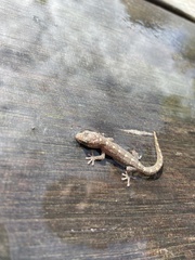 Christinus marmoratus