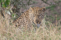 Panthera pardus pardus