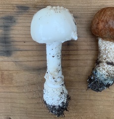 Amanita