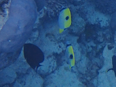 Chaetodon unimaculatus