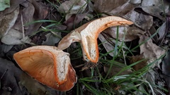 Lactarius akahatsu