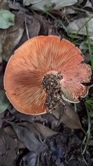 Lactarius akahatsu