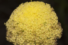 Craspedia variabilis