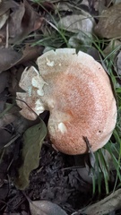 Lactarius akahatsu