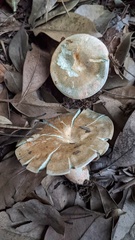 Lactarius akahatsu