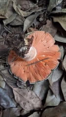 Lactarius akahatsu