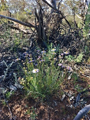 Brachyscome ciliaris