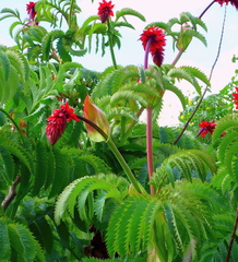 Melianthus major