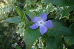 Vinca major