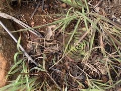 Crassula capitella nodulosa