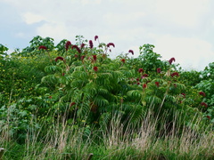 Melianthus major