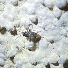 Spanagonicus albofasciatus