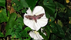 Agrius cingulata