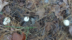 Amanita lavendula