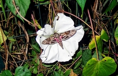 Agrius cingulata