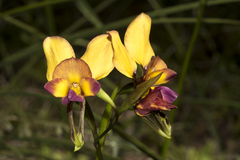 Diuris magnifica