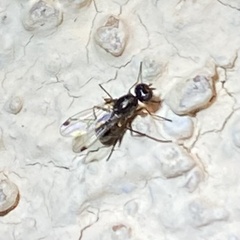 Brachycera