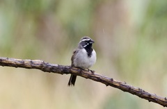 Amphispiza bilineata