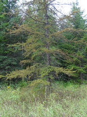 Larix occidentalis