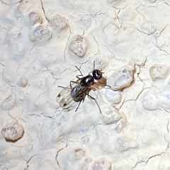 Brachycera