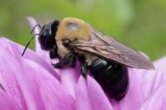 Xylocopa virginica