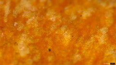 Lactarius akahatsu