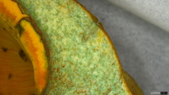 Lactarius akahatsu