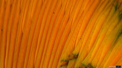 Lactarius akahatsu
