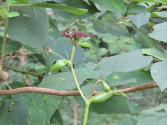 Angelica decursiva