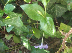 Vinca major