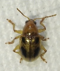 Paria