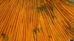Lactarius akahatsu