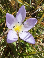 Gentianella cerastioides