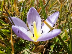 Gentianella cerastioides