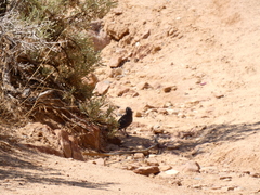 Amphispiza bilineata