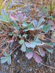 Sibbaldia procumbens
